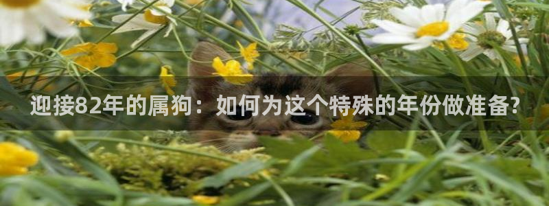 奇亿娱乐下载官网入口在哪：迎接82年的属狗：如何为这个特殊的年份做准备?